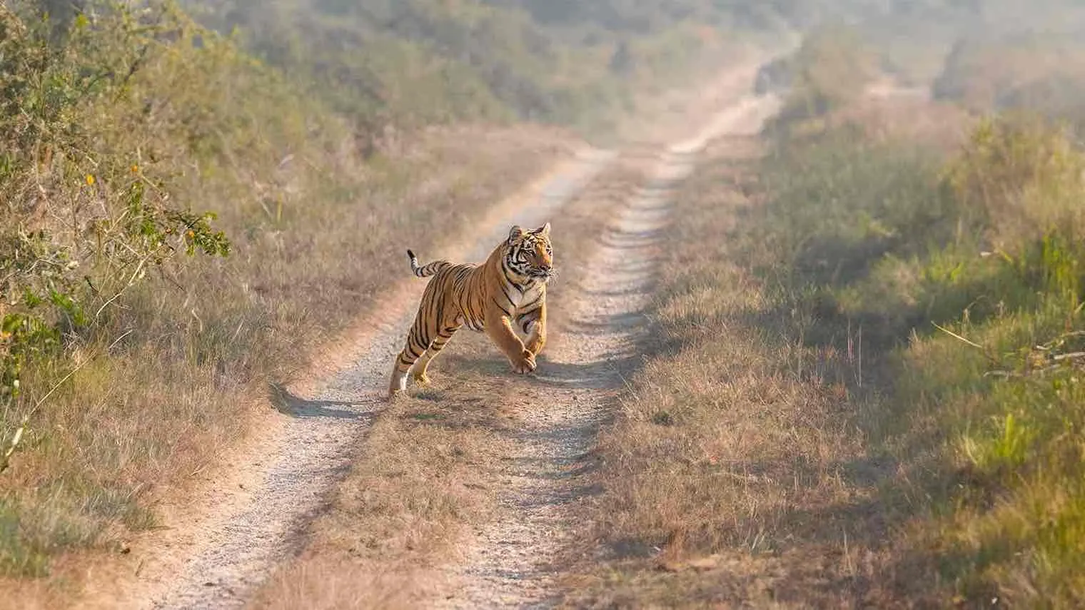 Jim Corbett Tour Packages