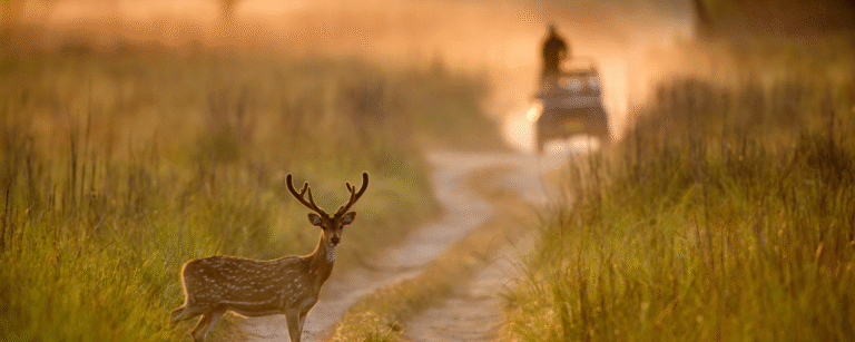 4 Days Corbett Nainital Tour Package
